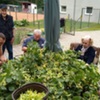  (link otworzy duże zdjęcie)